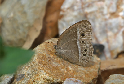 Dark-branded Bushbrown (Mycalesis mineus)