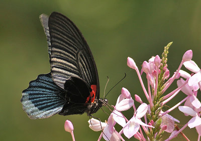 Great Mormon Swallowtail (Papilio memnon)