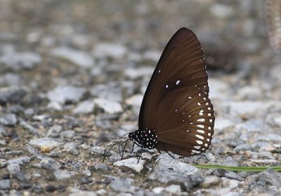 g12/90/590590/3/171286523.TmK8HTxt.jpg