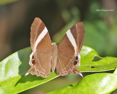 Tailed Judy (Abisara neophron)