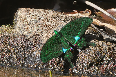 Paris Peacock Swallowtail (Papilio paris)