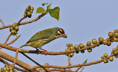 Coppersmith Barbet