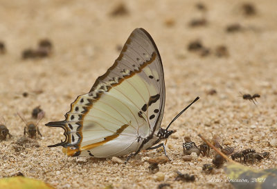 Shan Nawab (Polyura nepenthes)