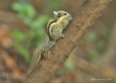 Western Striped Squirrel Tamiopes macclellandii