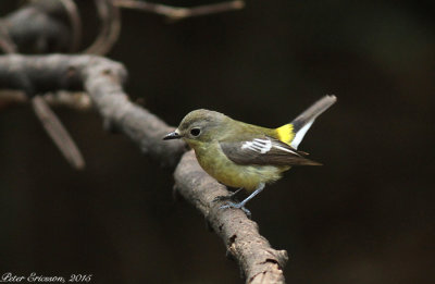 Yellow-rumped Flycatcher, female