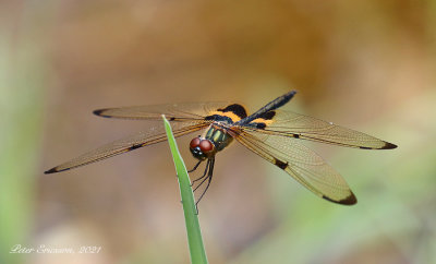Yellow-striped Flutterer (Rhyothemis phyllis)