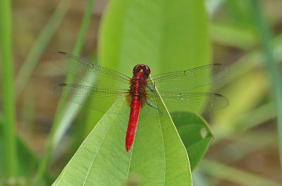 Rufous Marsh Glider (Rhodothemis rufa)