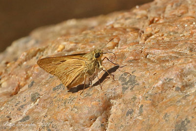 Light Straw Ace (Pithauria stramineipennis)