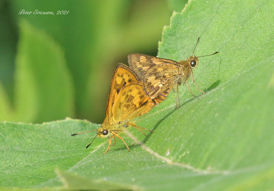Chinese Dart (Potanthus confucius)