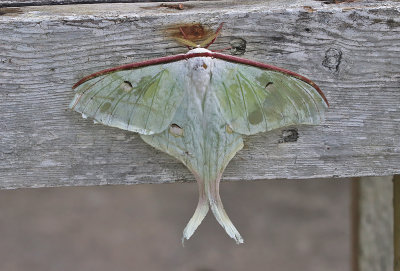 Moths of Thailand