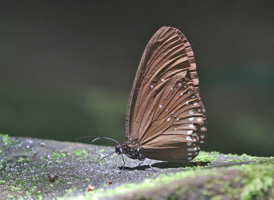 g12/90/590590/3/171975458.OvgccVlI.jpg