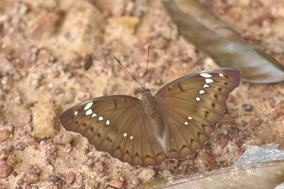 Banded Marquis (Bassarona teuta)