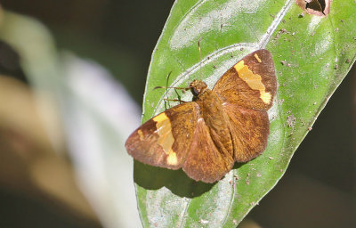 Dark Yellow-banded Flat