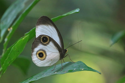 Butterflies  of Indonesia