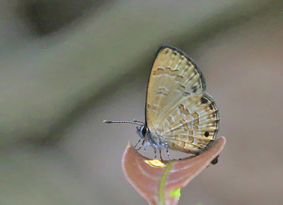 g12/90/590590/3/172472697.rCEaFoHl.jpg