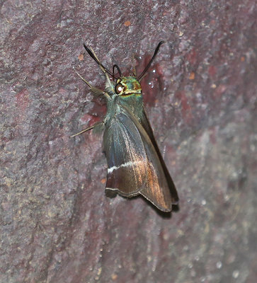 g12/90/590590/3/172472721.mpLuNu9M.jpg