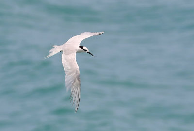 Black-naped Tern