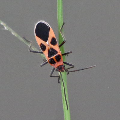 True Bugs, Hoppers, Aphids, and Allies (Hemiptera) and some Anthopila