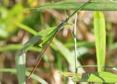 Pale Slender Dartlet (Aciagrion pallidum)