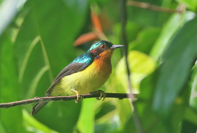 Ruby-cheeked Sunbird