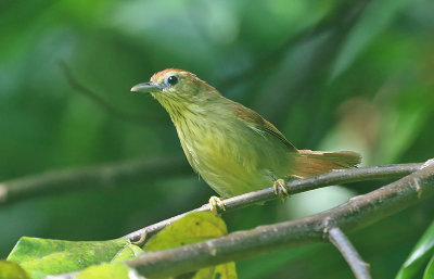 Pin-tailed Striped Tit-Babbler
