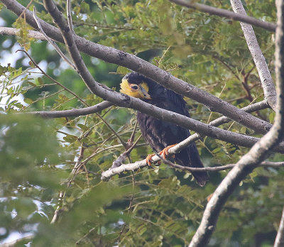 Gold-crested Myna