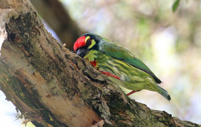 Coppersmit Barbet