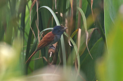 Amur Paradise Flycatcher