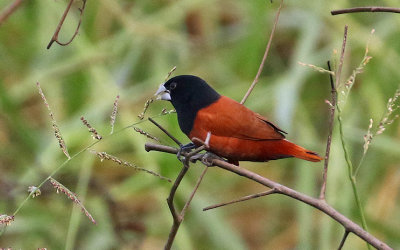 Chestnut Munia