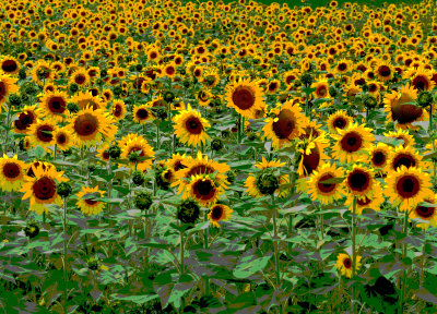 Sunflower_Poster.jpg