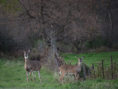 Doe and Yearling in Wisconsin