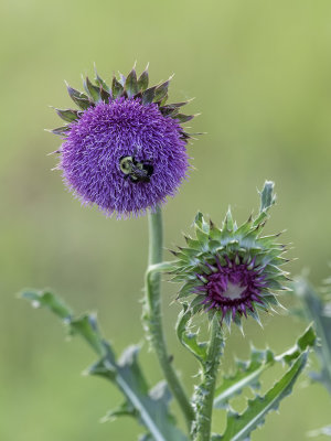 Purple Flower Bee 