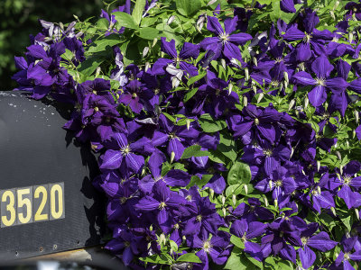 Purple Flowers Mailbox 