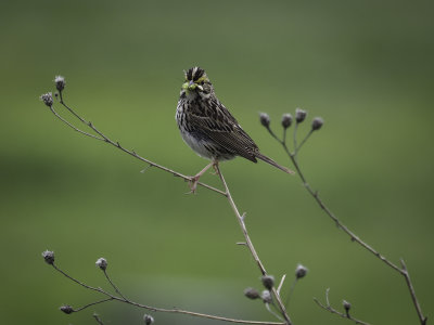 Song Sparrow With a Mouthful 