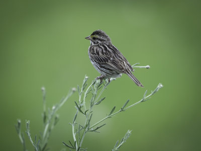 Song Sparrow 