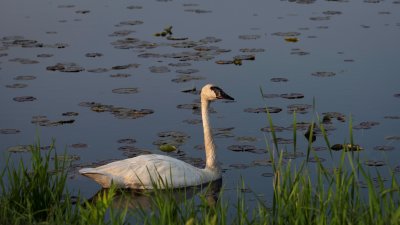 Trumpeter Swan 