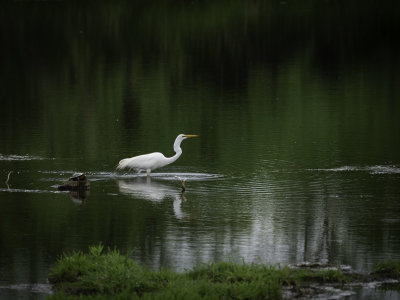 Turtle n Egret in a Pond 