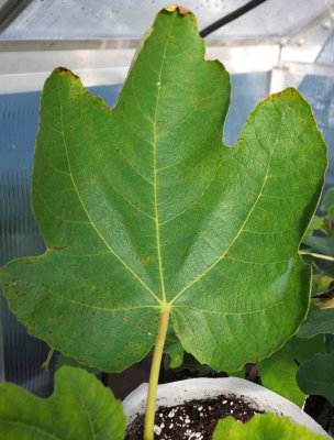 Our Unkn Tx Black - 3 lobed Young Leaves.jpg