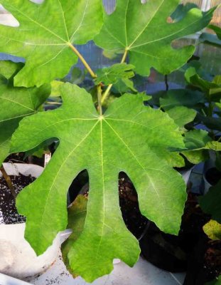 Our Unkn Tx Black - 5 lobed Young Leaves.jpg