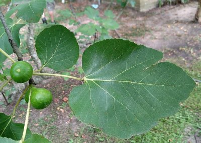 Unknown Westwood - Unripe Figs and Leaves.jpg