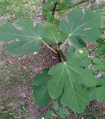 Unknown Westwood - Younger Under Leaves.jpg