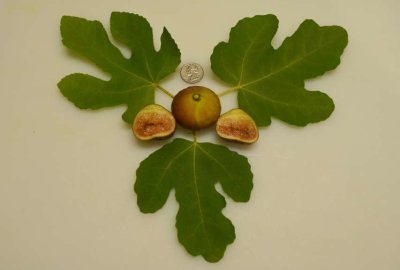Sunbird EBT - Leaf and Fruit Sample.jpg