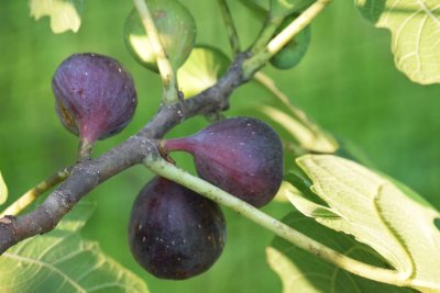 Fig Pictures 2019