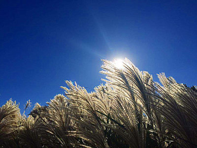 Late afternoon sun