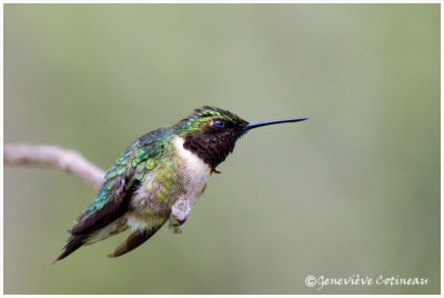 Colibri  gorge rubis (m) / Archilochus colubris