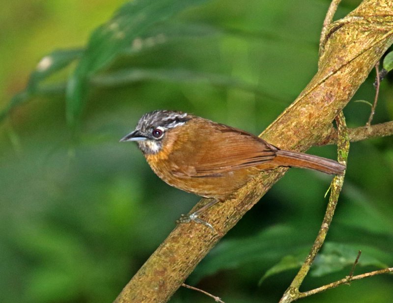 Grey-throated Babbler_3072.jpg
