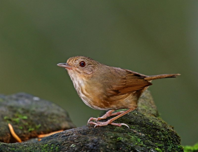 Buff-breasted Babbler_3529.jpg