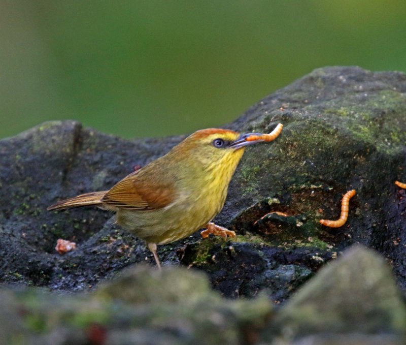 Pin-striped Tit Babbler_3499.jpg