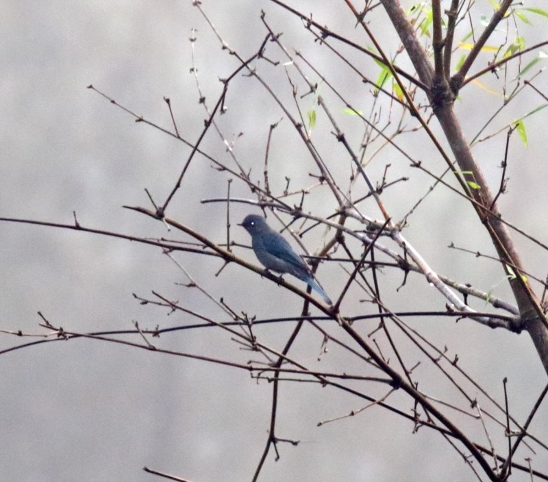Verditer Flycatcher_3193.jpg