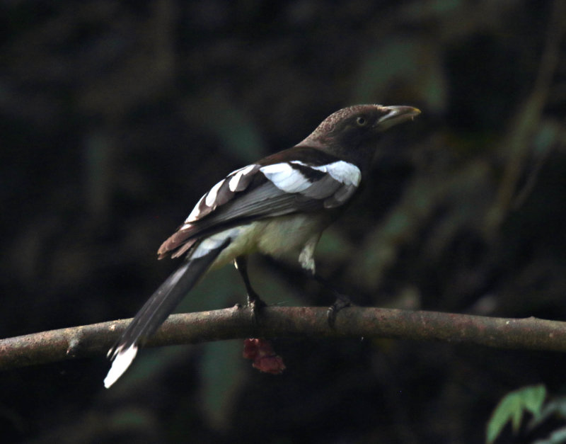 White-winged Magpie_3641.jpg